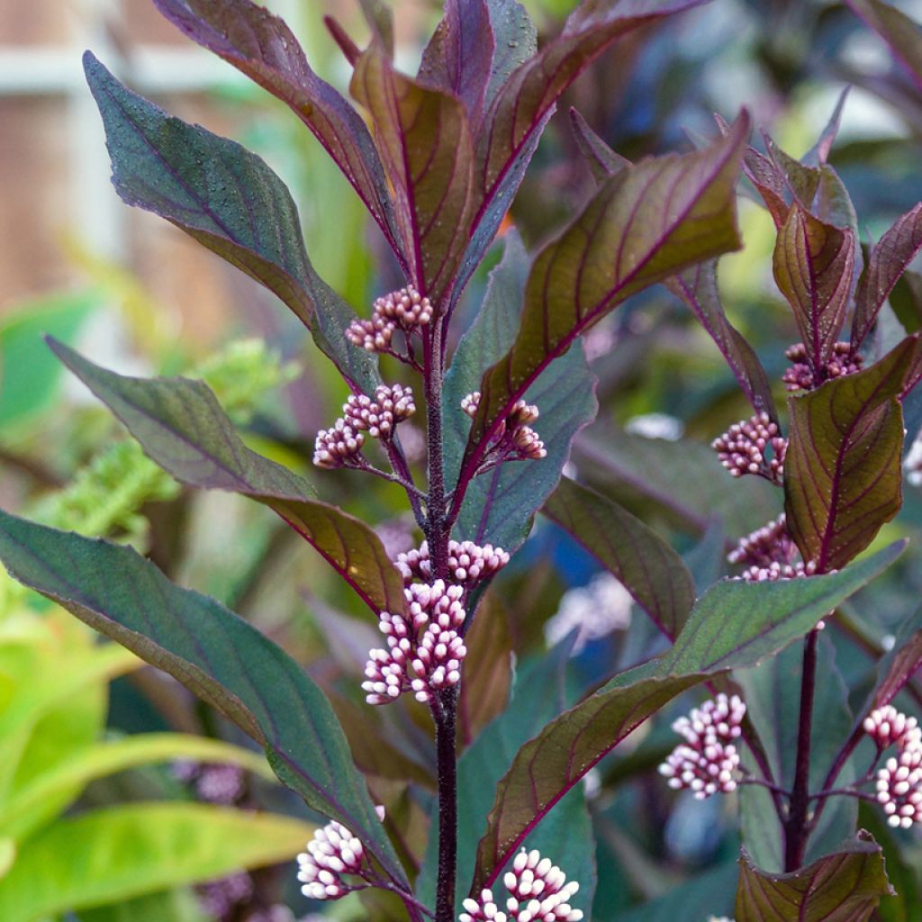 Liebesperlenstrauch Pearl Glam - Callicarpa bodinieri