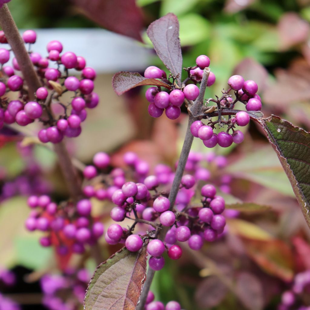 Liebesperlenstrauch Profusion - Callicarpa bodinieri