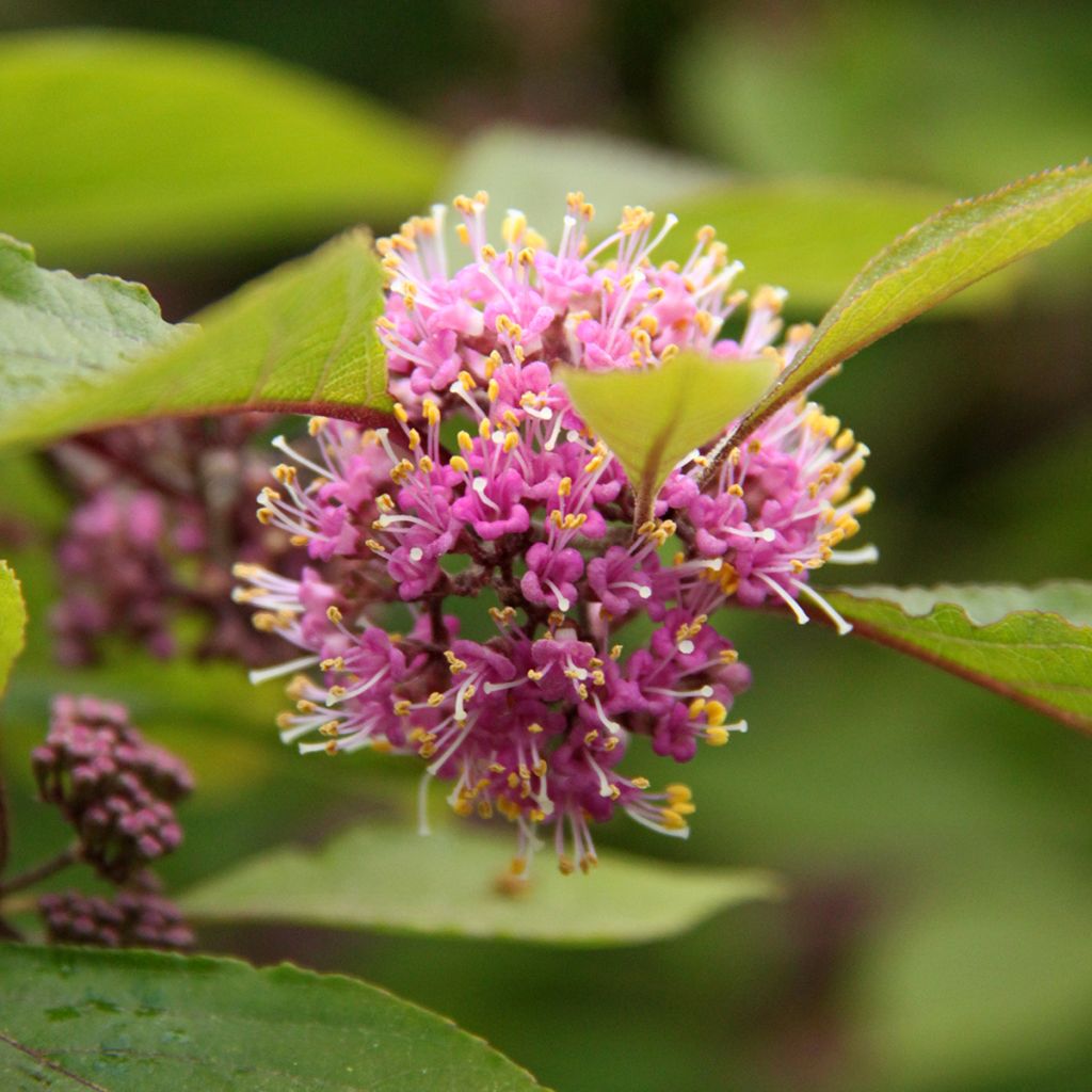 Liebesperlenstrauch Profusion - Callicarpa bodinieri