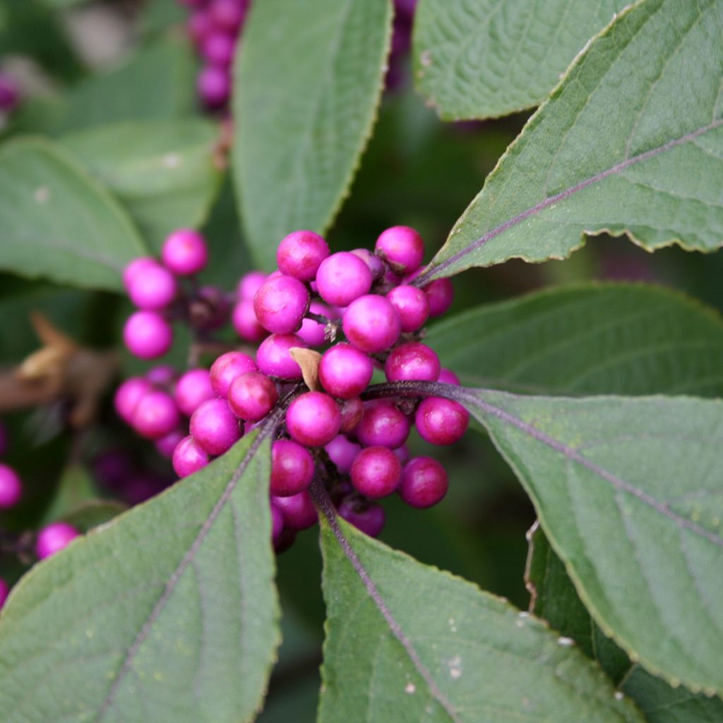 Liebesperlenstrauch Profusion - Callicarpa bodinieri