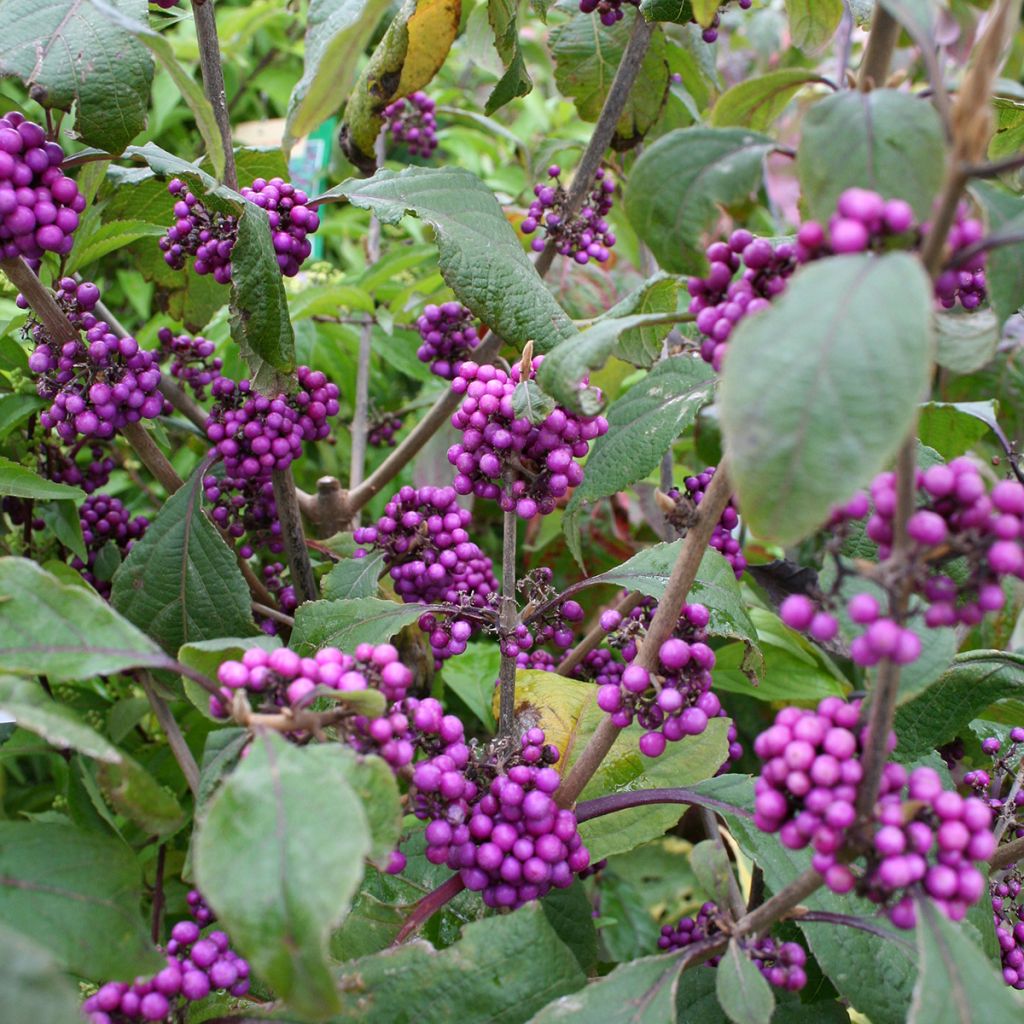 Liebesperlenstrauch Profusion - Callicarpa bodinieri