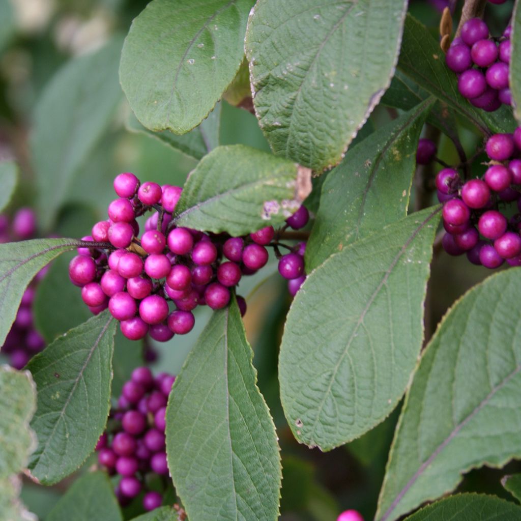 Liebesperlenstrauch Profusion - Callicarpa bodinieri