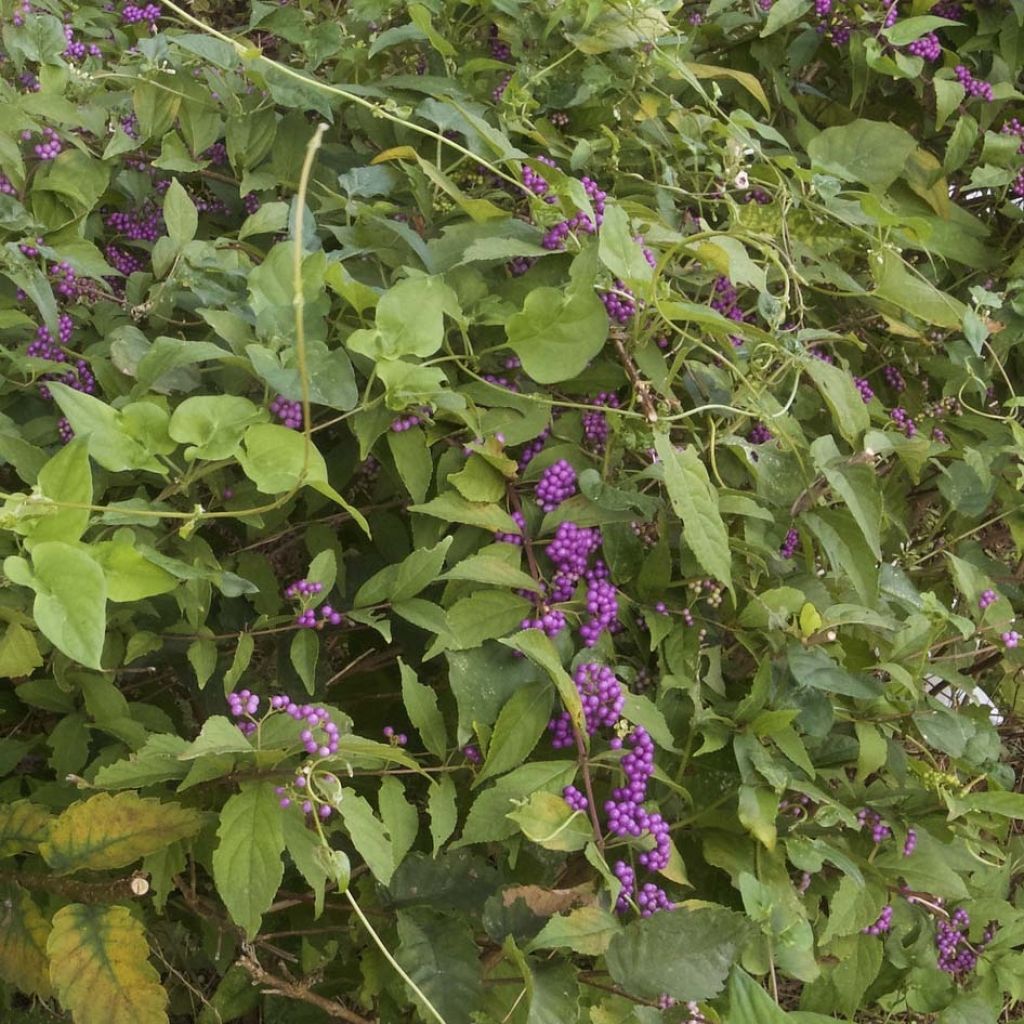 Purpur-Schönfrucht - Callicarpa dichotoma