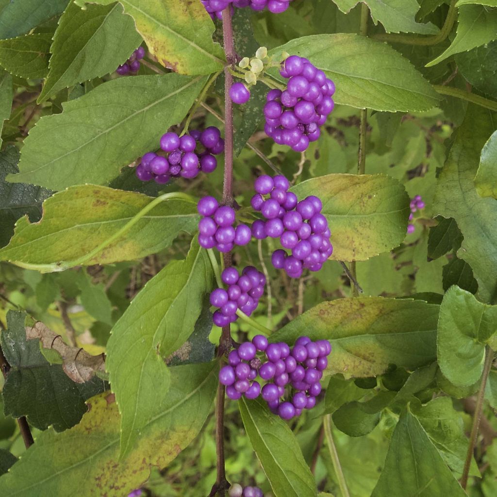 Purpur-Schönfrucht - Callicarpa dichotoma