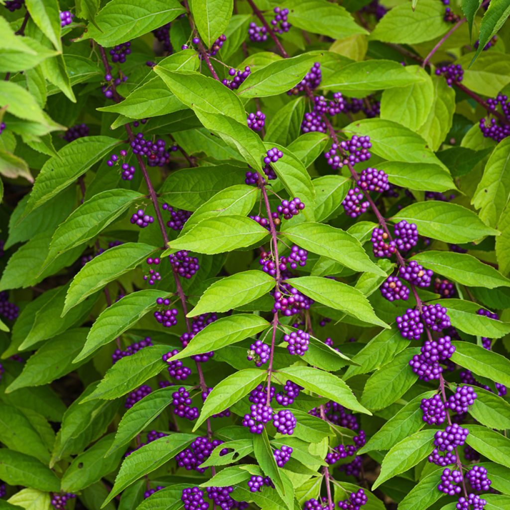 Purpur-Schönfrucht - Callicarpa dichotoma