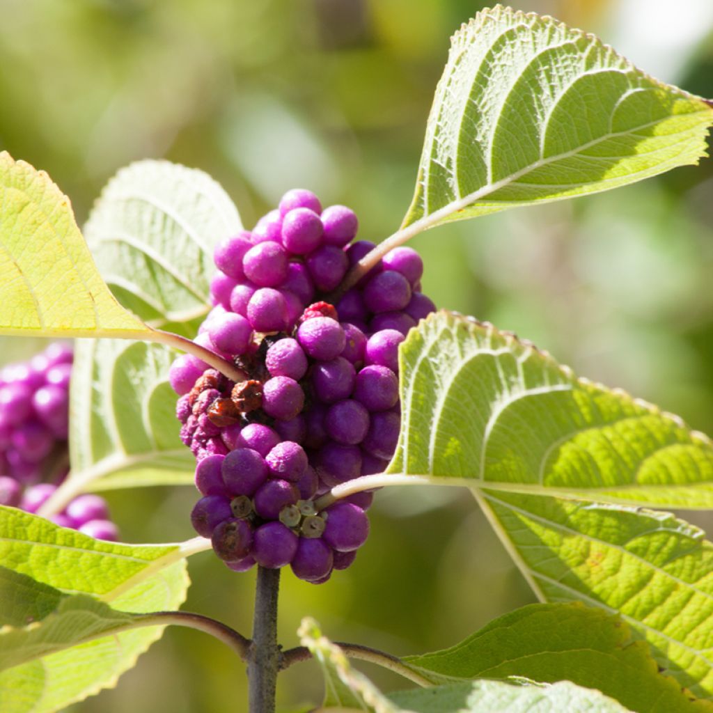 Purpur-Schönfrucht - Callicarpa dichotoma