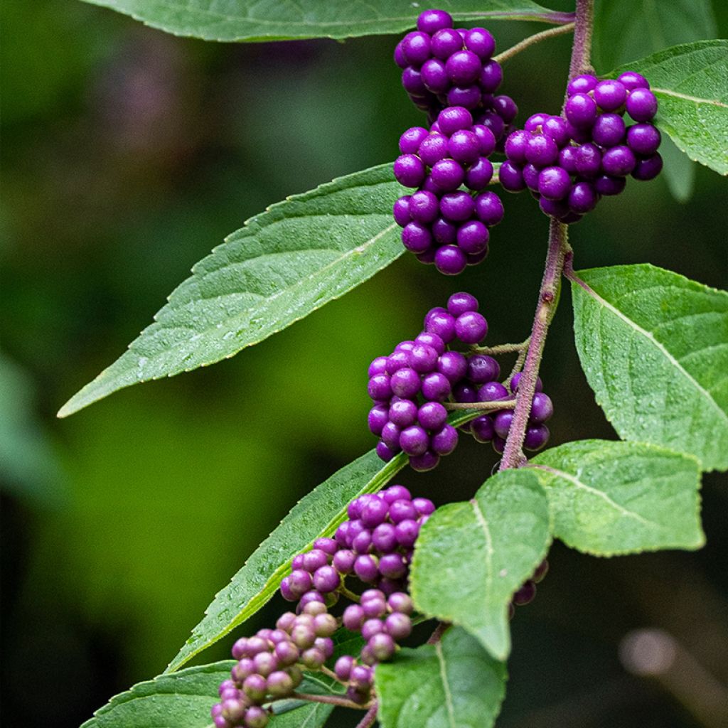 Purpur-Schönfrucht - Callicarpa dichotoma