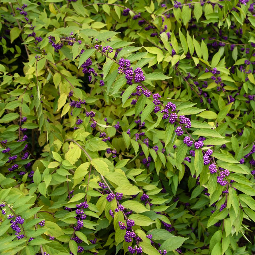 Purpur-Schönfrucht - Callicarpa dichotoma