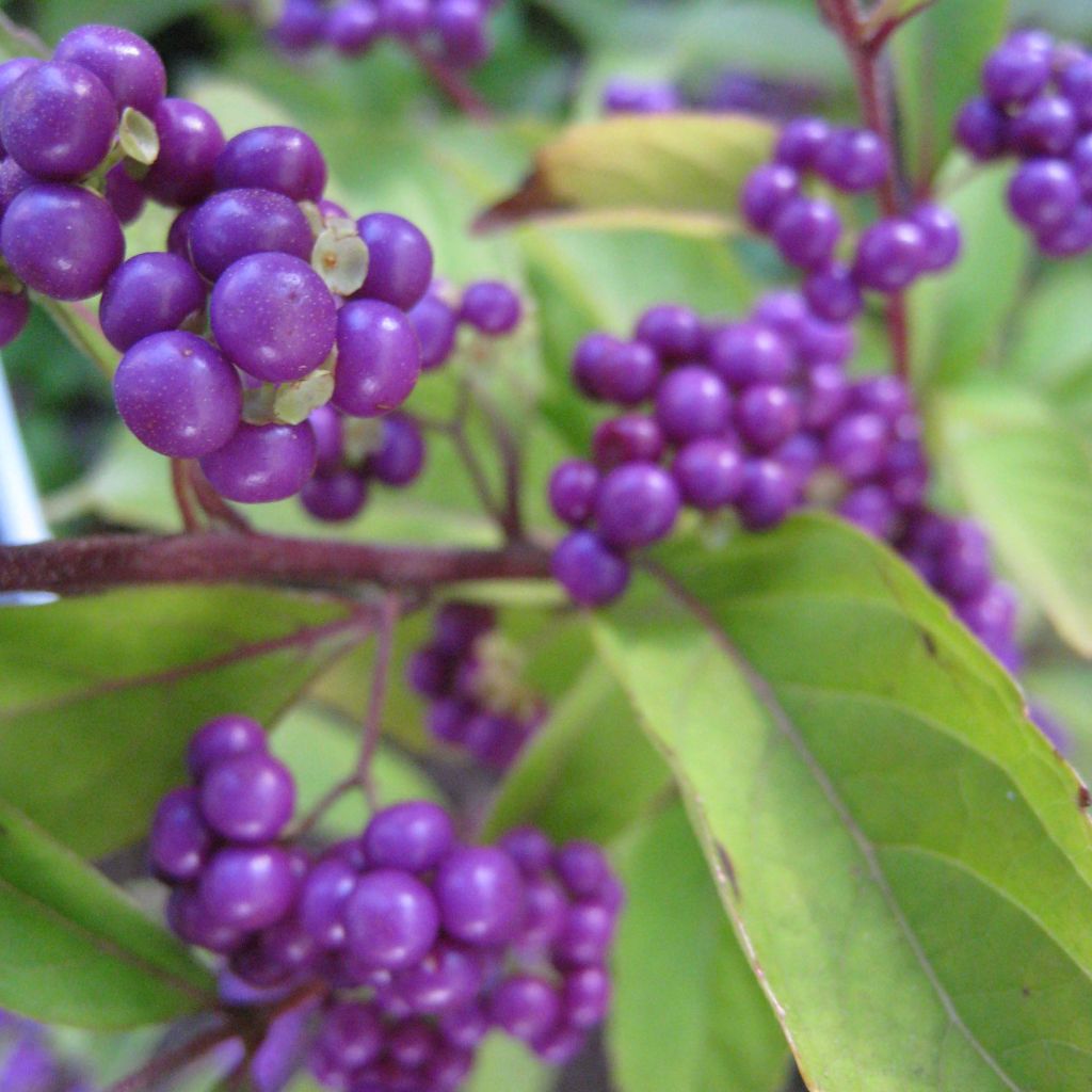 Purpur-Schönfrucht Issai - Callicarpa dichotoma