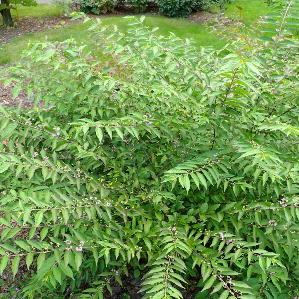 Purpur-Schönfrucht Issai - Callicarpa dichotoma