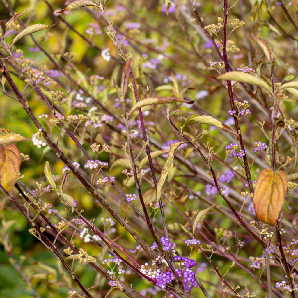 Purpur-Schönfrucht Issai - Callicarpa dichotoma