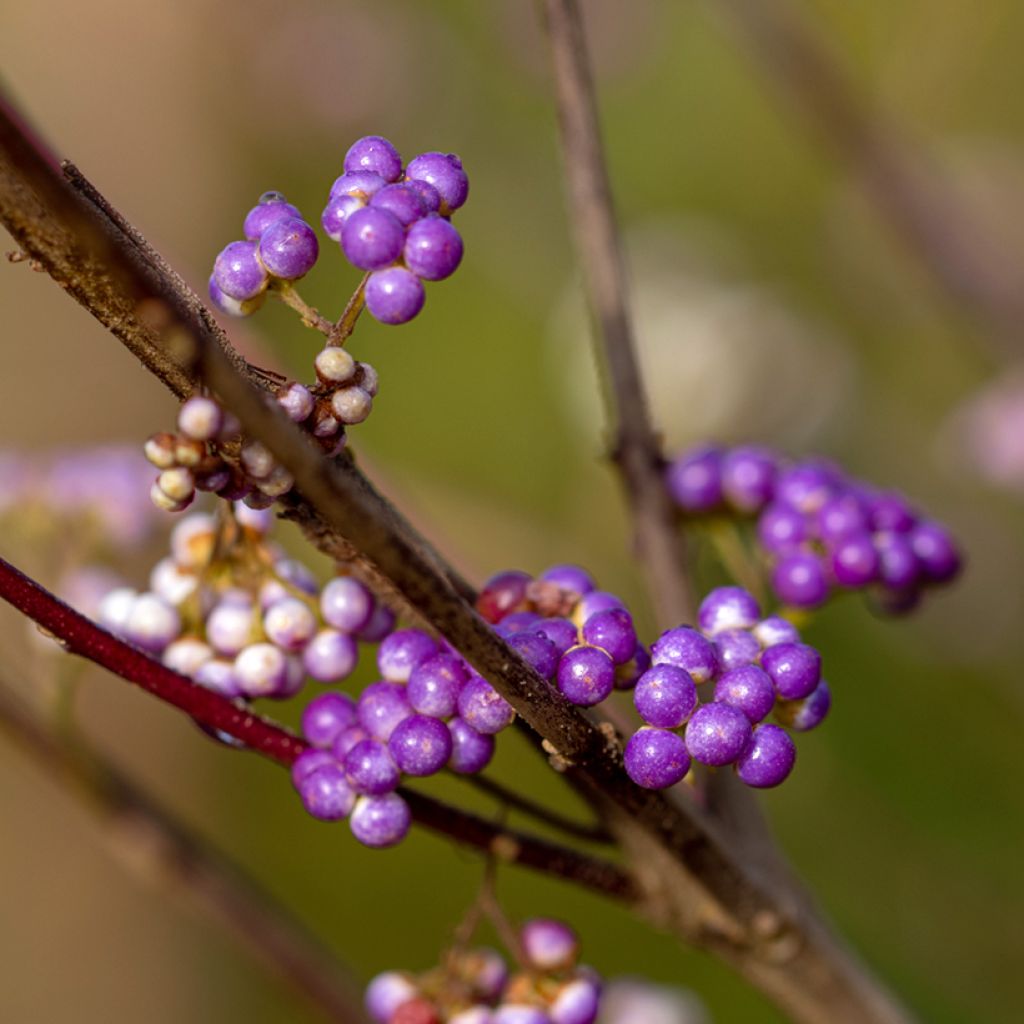 Purpur-Schönfrucht Issai - Callicarpa dichotoma