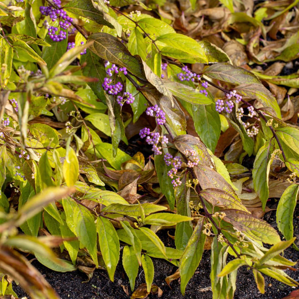 Purpur-Schönfrucht Issai - Callicarpa dichotoma