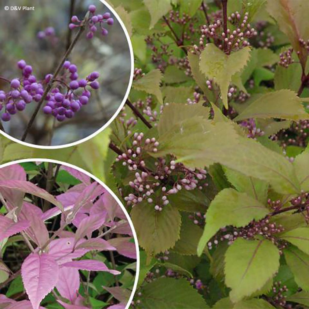 Purpur-Schönfrucht Cardinal - Callicarpa dichotoma