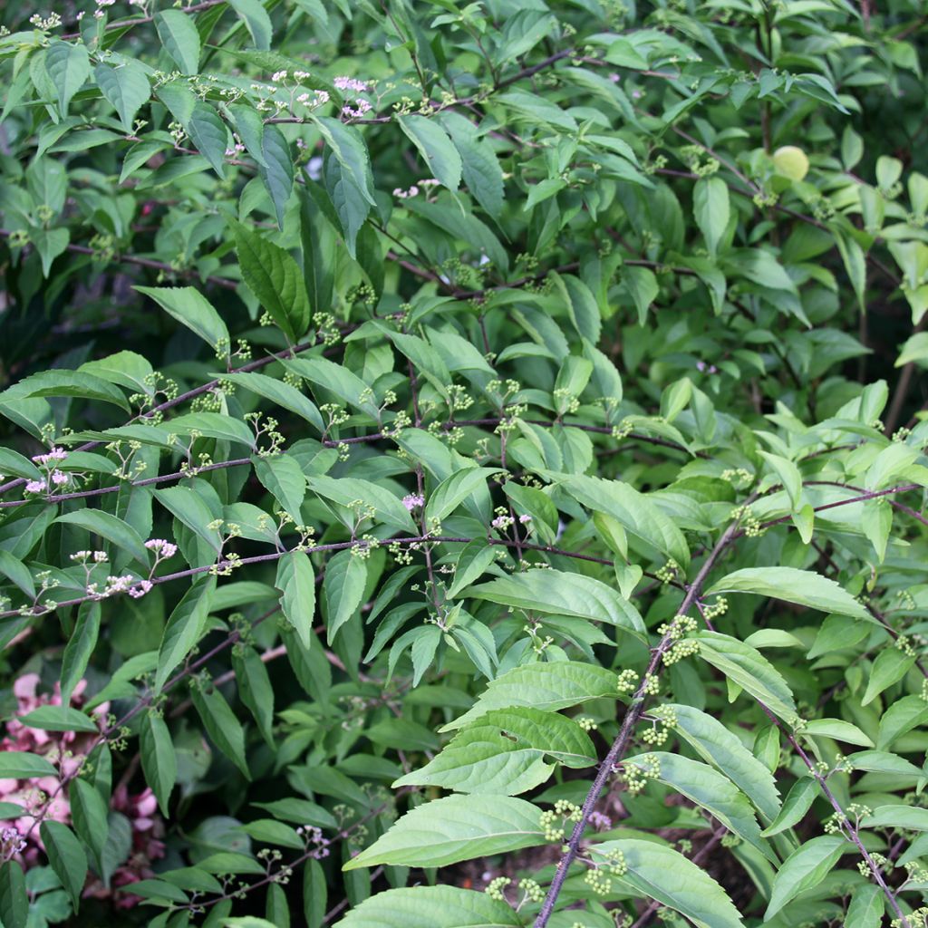 Purpur-Schönfrucht - Callicarpa dichotoma