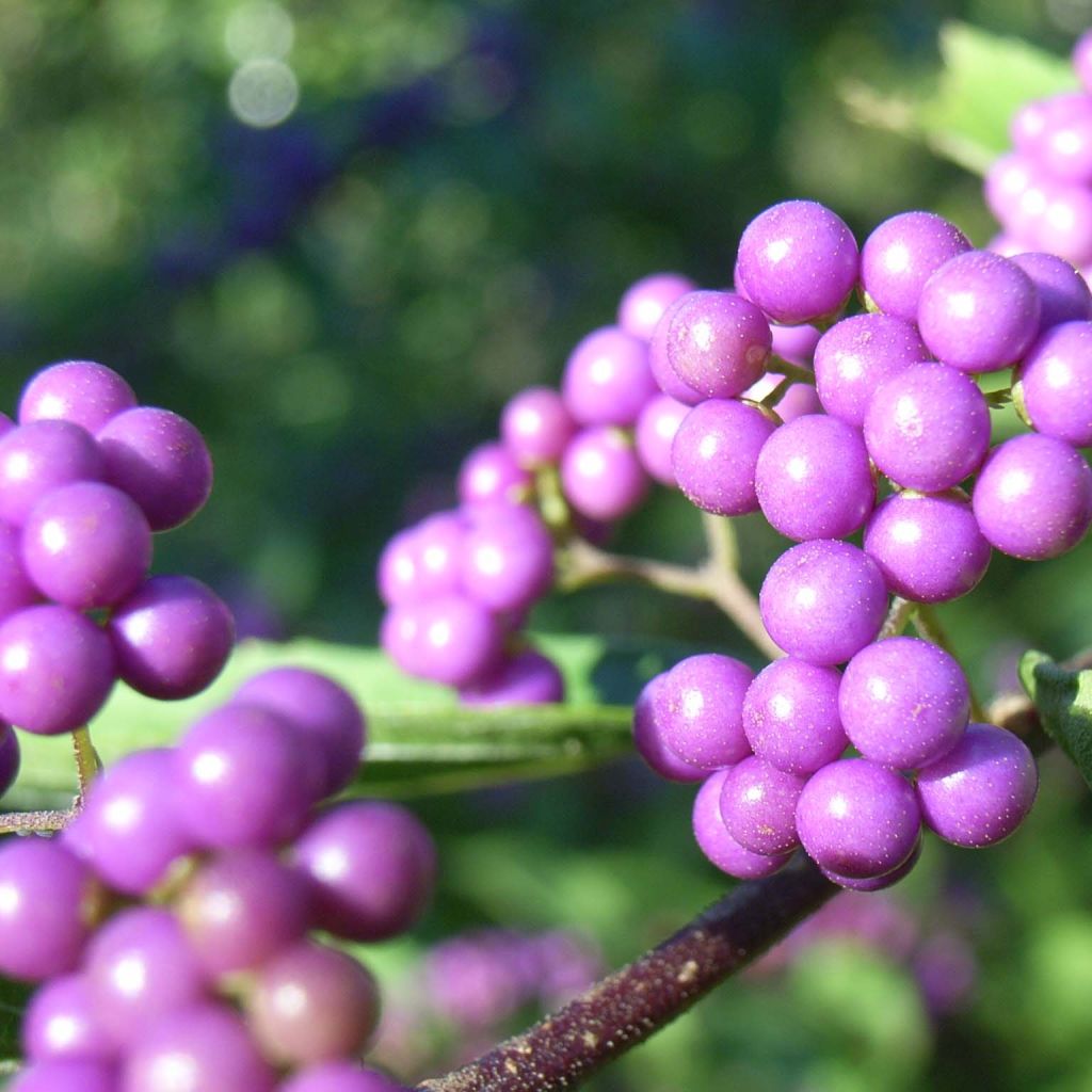 Japanische Schönfrucht - Callicarpa japonica