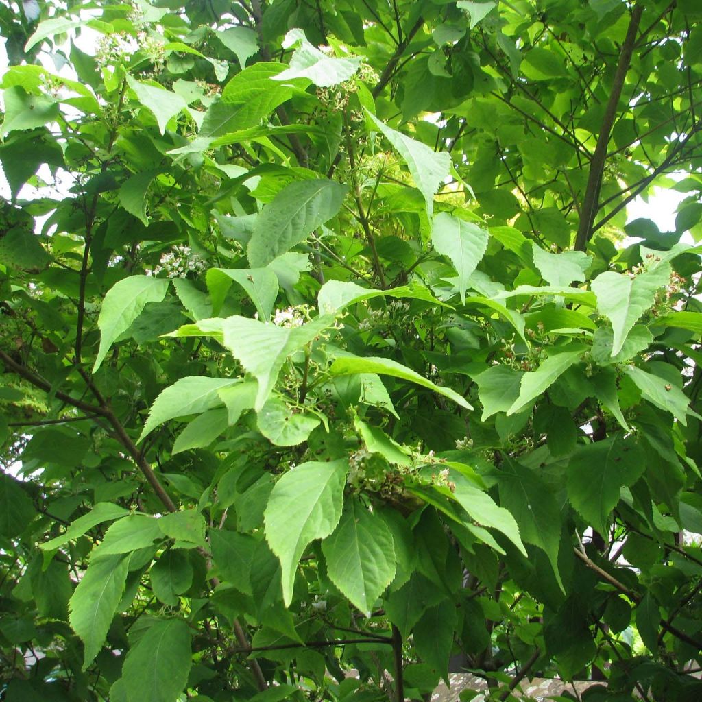 Japanische Schönfrucht - Callicarpa japonica