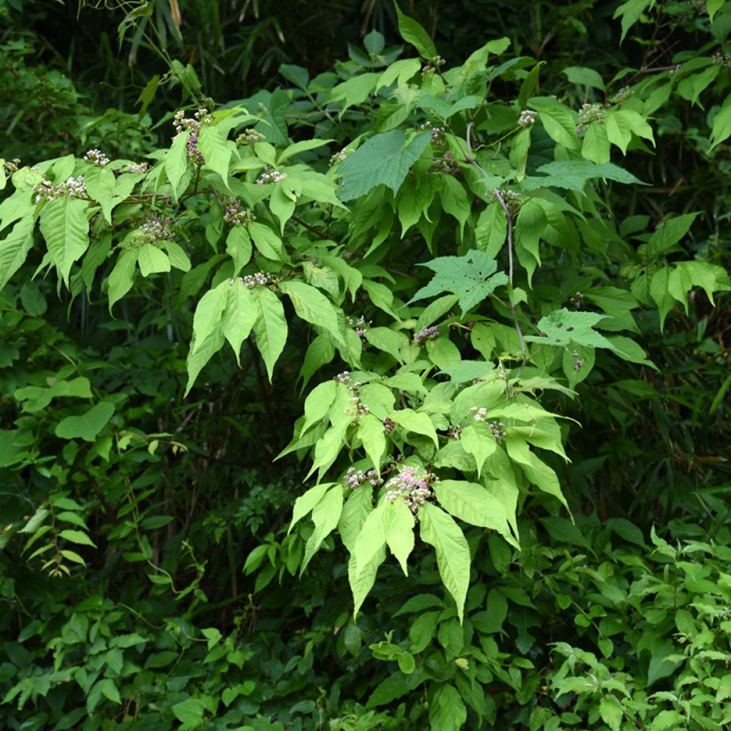 Japanische Schönfrucht - Callicarpa japonica