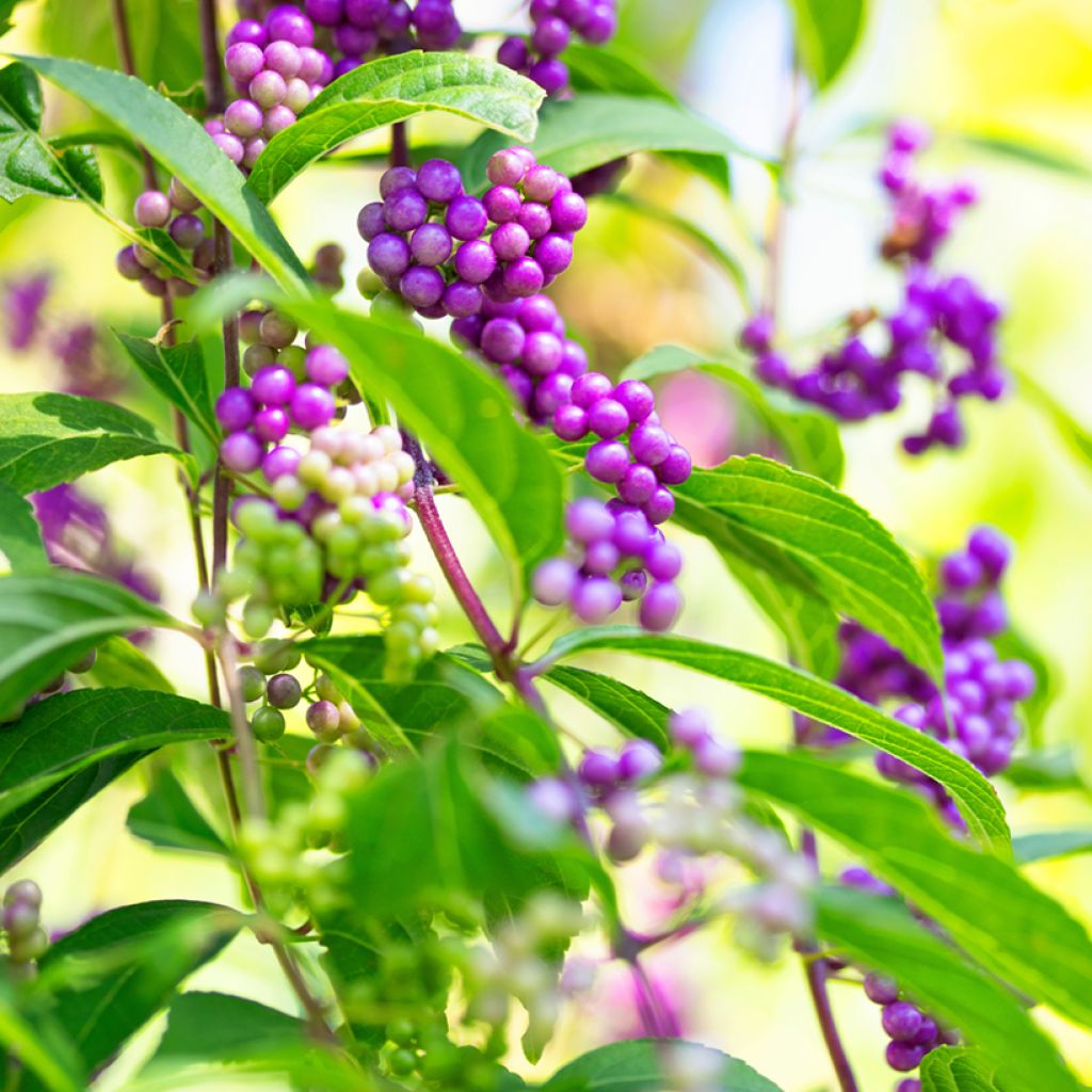 Japanische Schönfrucht - Callicarpa japonica