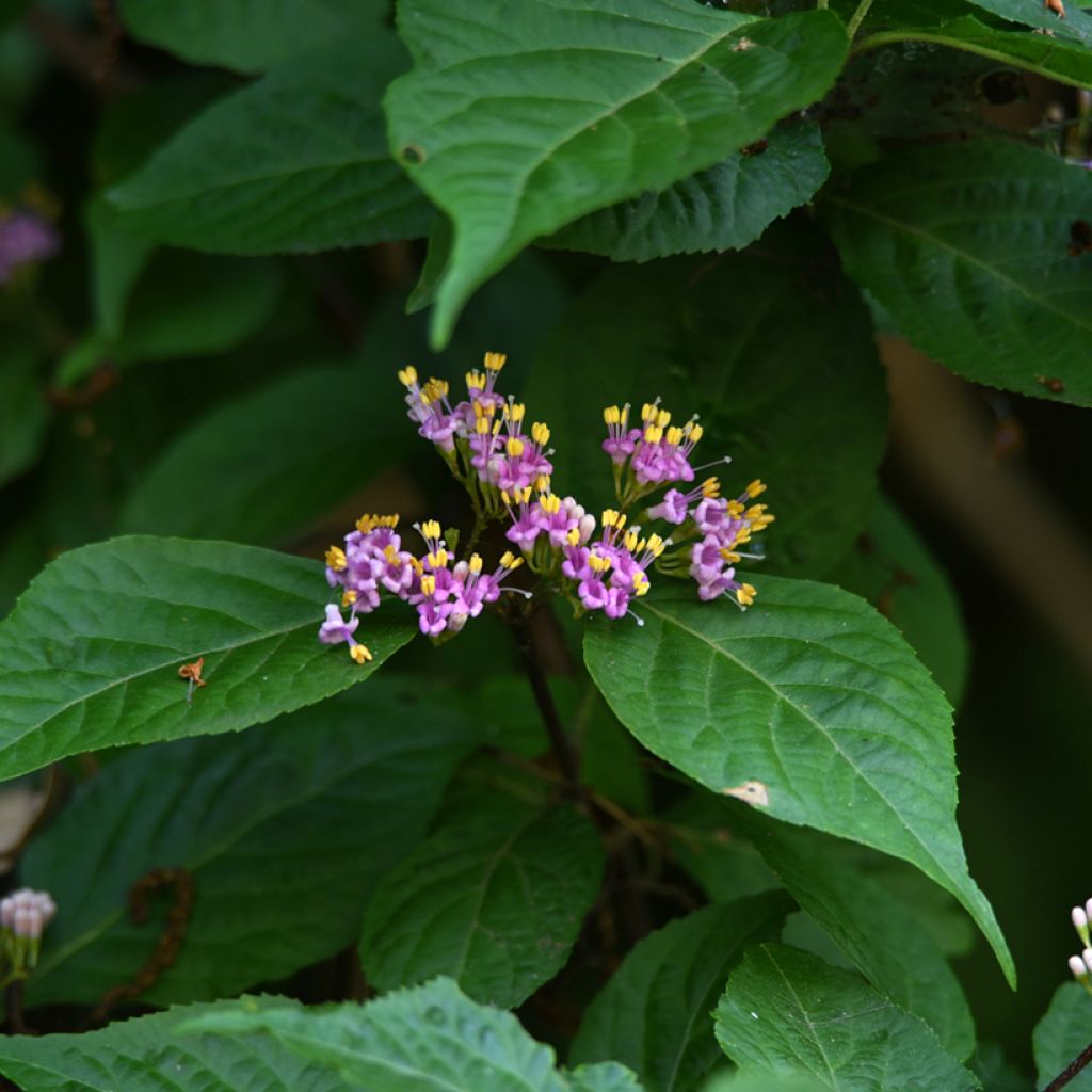 Japanische Schönfrucht - Callicarpa japonica