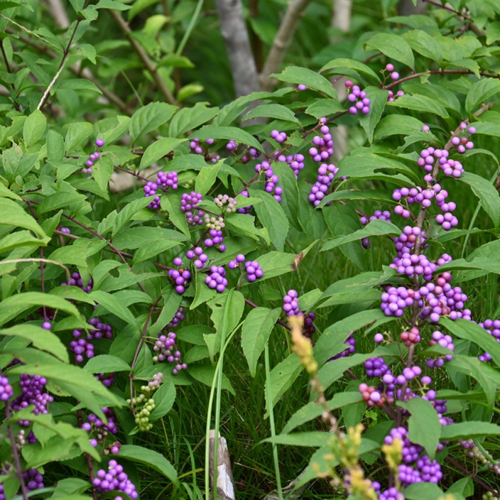 Japanische Schönfrucht - Callicarpa japonica