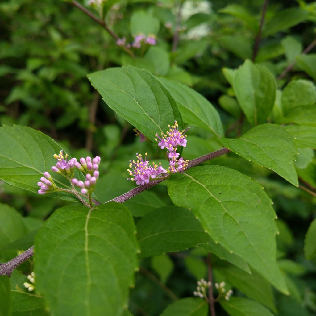 Japanische Schönfrucht - Callicarpa japonica