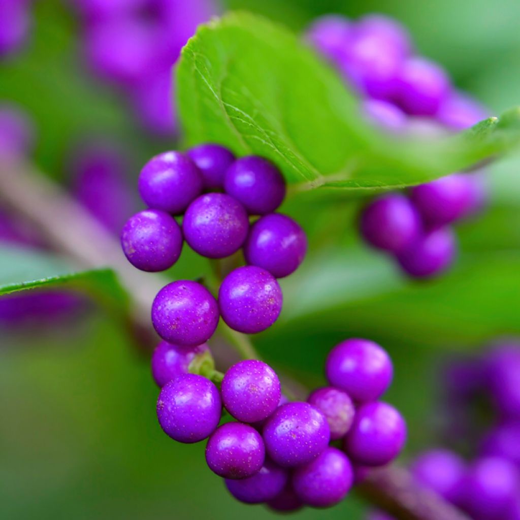 Japanische Schönfrucht - Callicarpa japonica