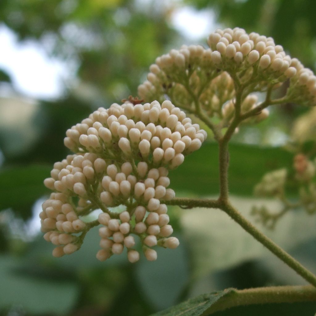 Japanische Schönfrucht Leucocarpa - Callicarpa japonica