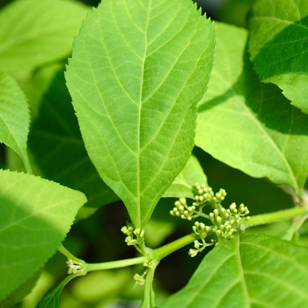 Japanische Schönfrucht Leucocarpa - Callicarpa japonica