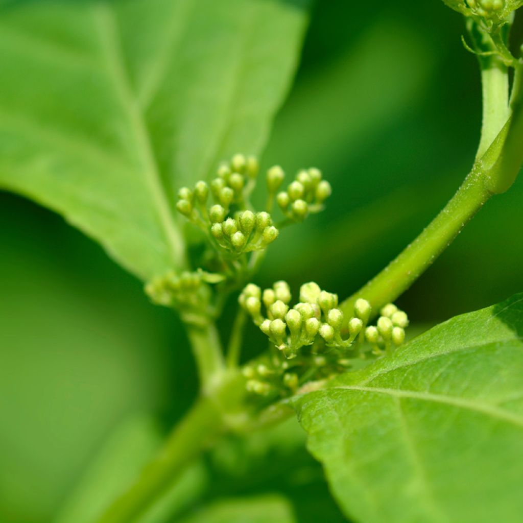 Japanische Schönfrucht Leucocarpa - Callicarpa japonica