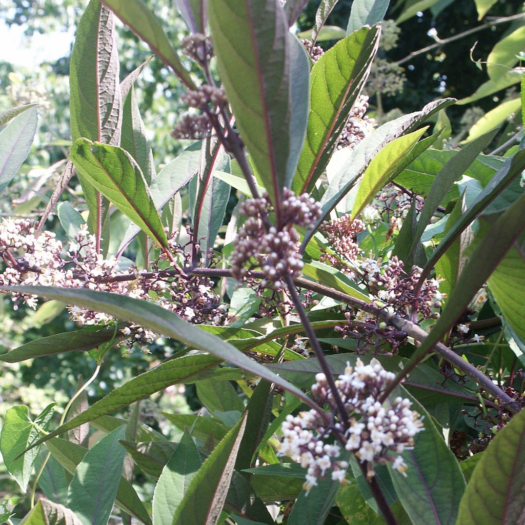 Herbstblühende Schönfrucht - Callicarpa kwangtungensis