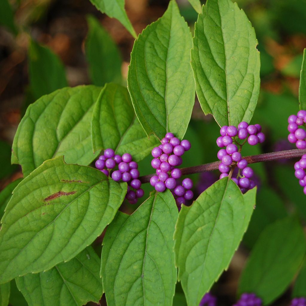 Callicarpa kwangtungensis - Arbuste aux bonbons de Chine