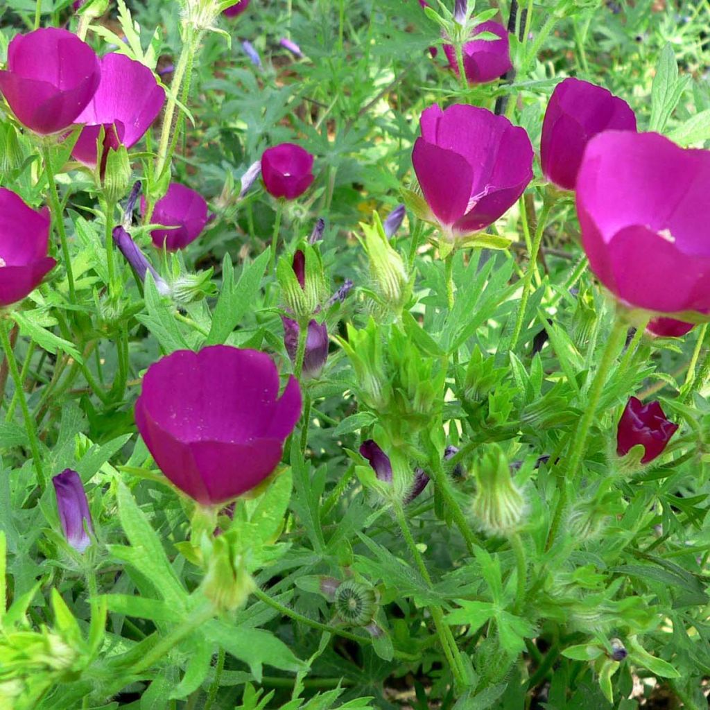 Callirhoe involucrata - Mohnmalve