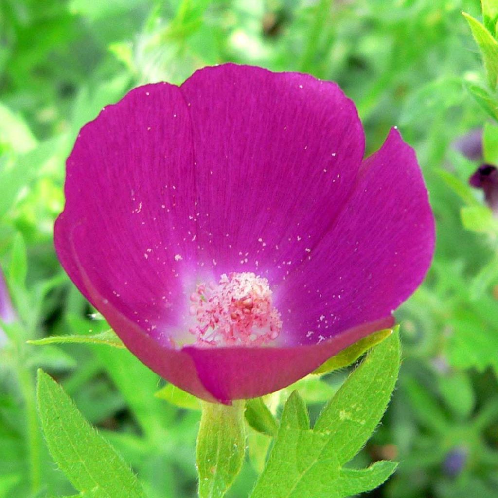 Callirhoe involucrata