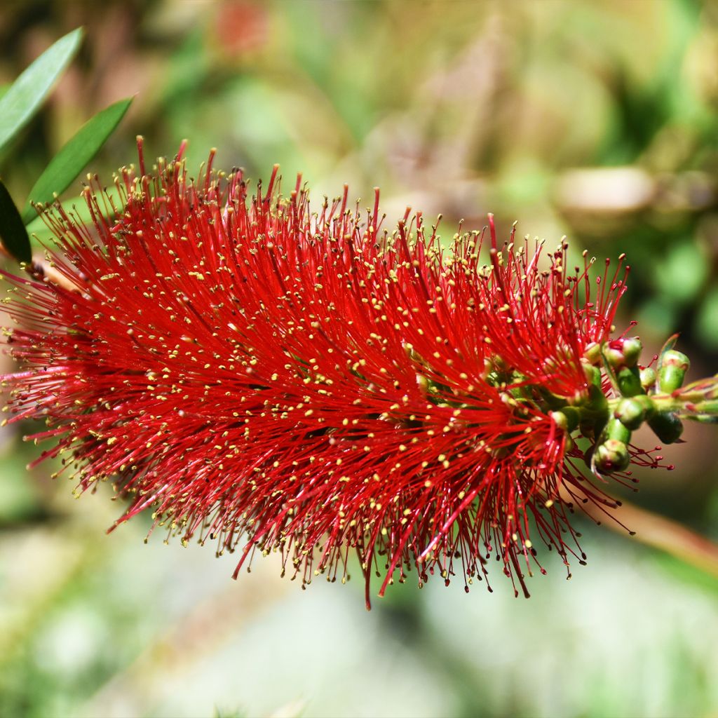 Callistemon hybrida Woodlander's Hardy - Zylinderputzer