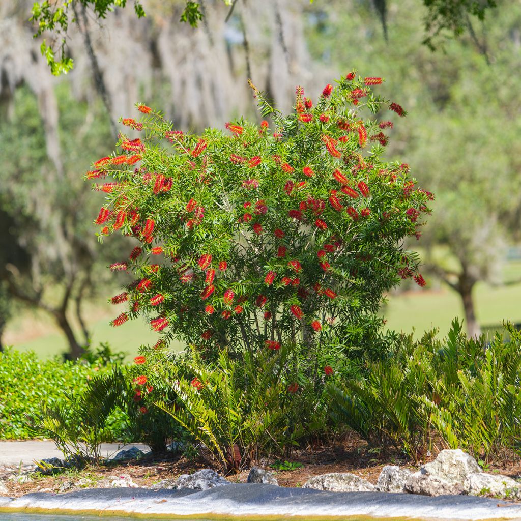 Callistemon hybrida Woodlander's Hardy - Zylinderputzer