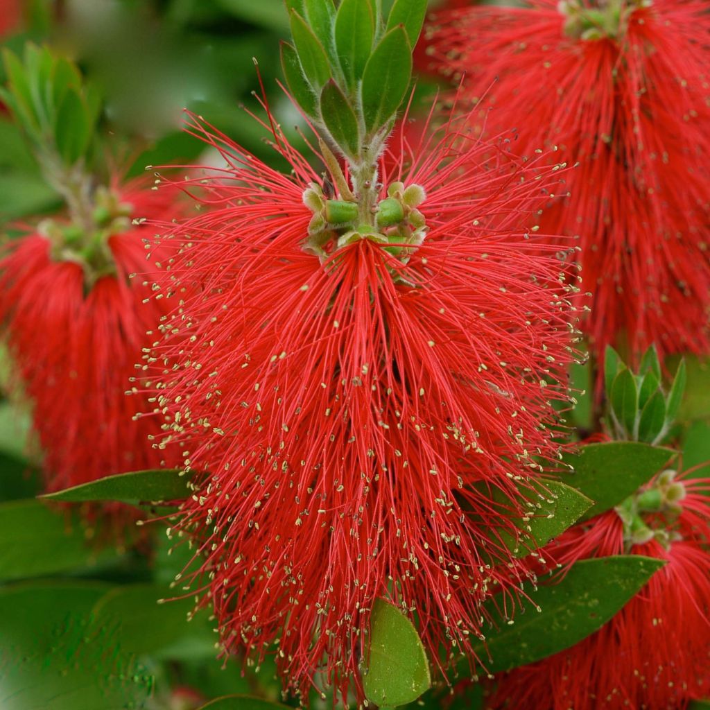 Callistemon (x) laevis - Rince-bouteille.