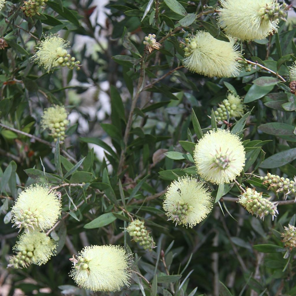 Callistemon citrinus Albus - Rince bouteille blanc