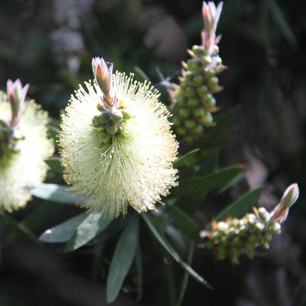 Callistemon citrinus Albus - Rince bouteille blanc