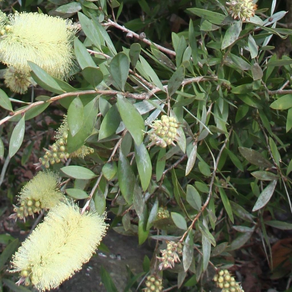 Callistemon citrinus Albus - Rince bouteille blanc