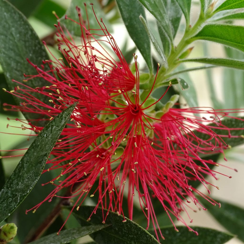 Callistemon citrinus Splendens - Rince-bouteille