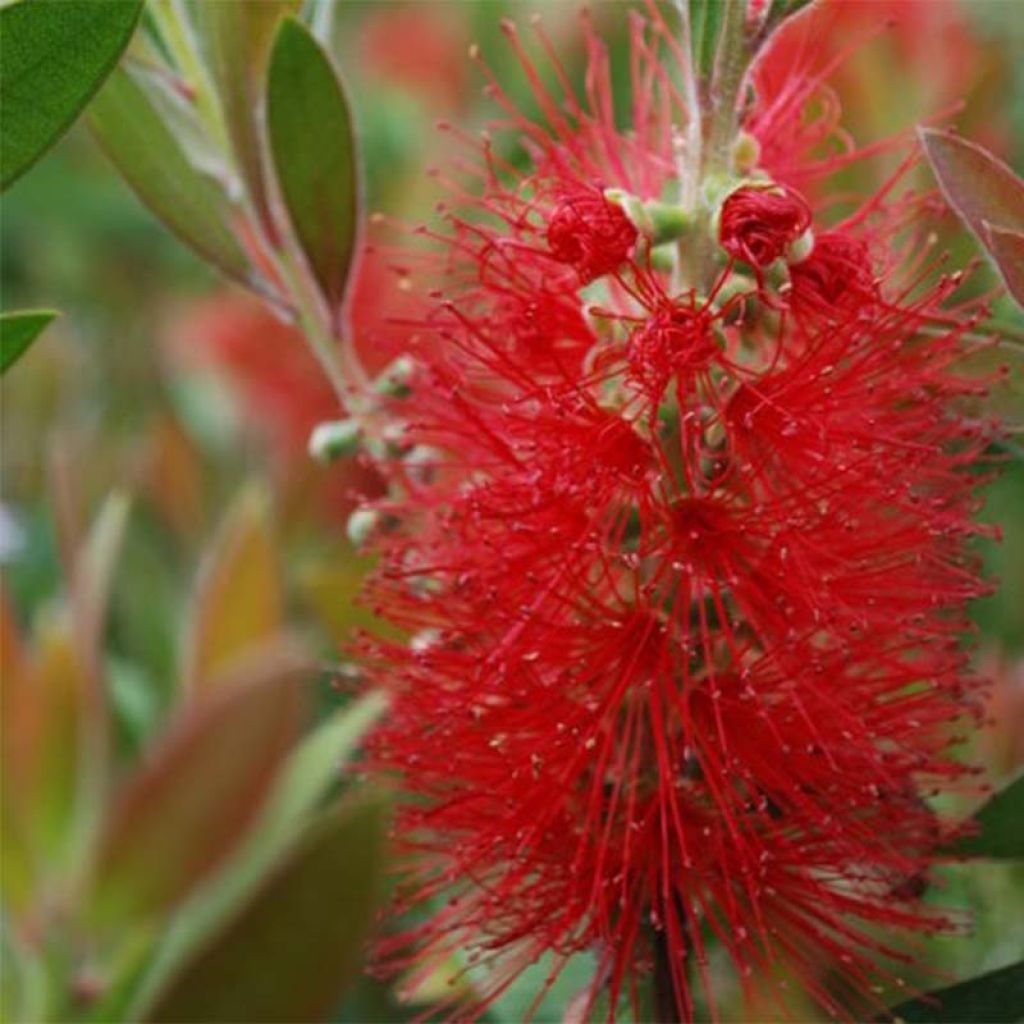 Callistemon rigidus - Rince-bouteille