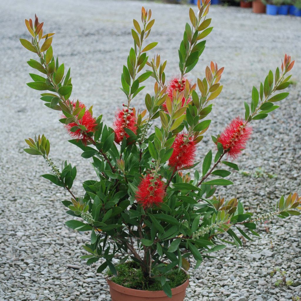 Callistemon rigidus - Rince-bouteille