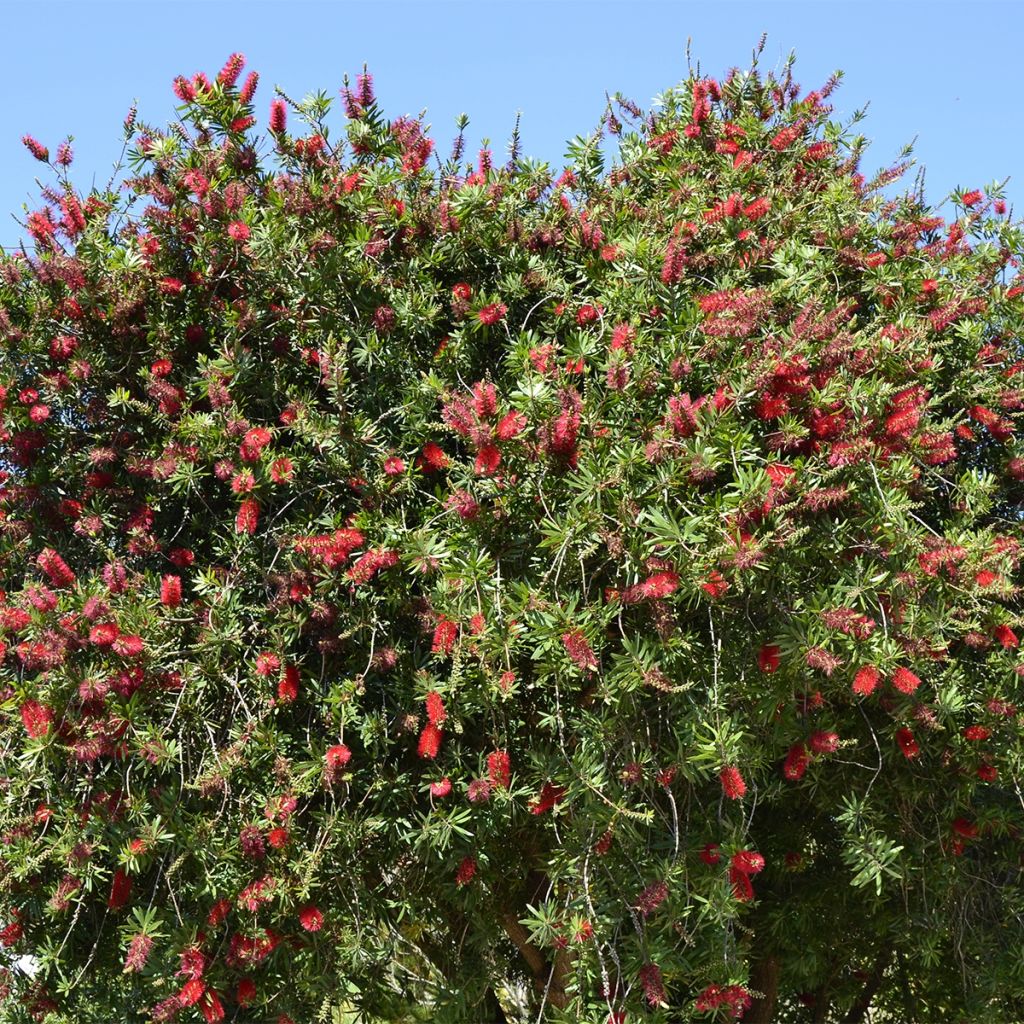 Callistemon rigidus - Zylinderputzer