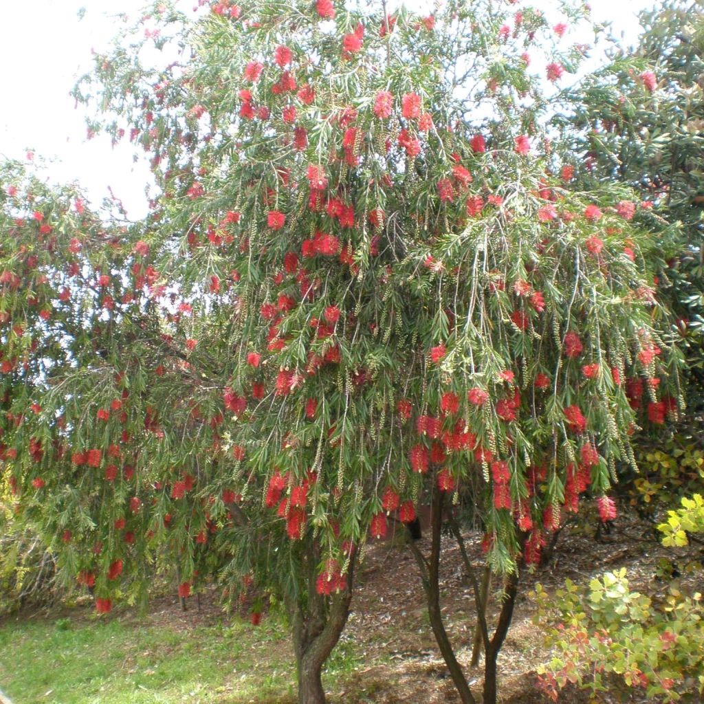 Callistemon viminalis - Rince-bouteille