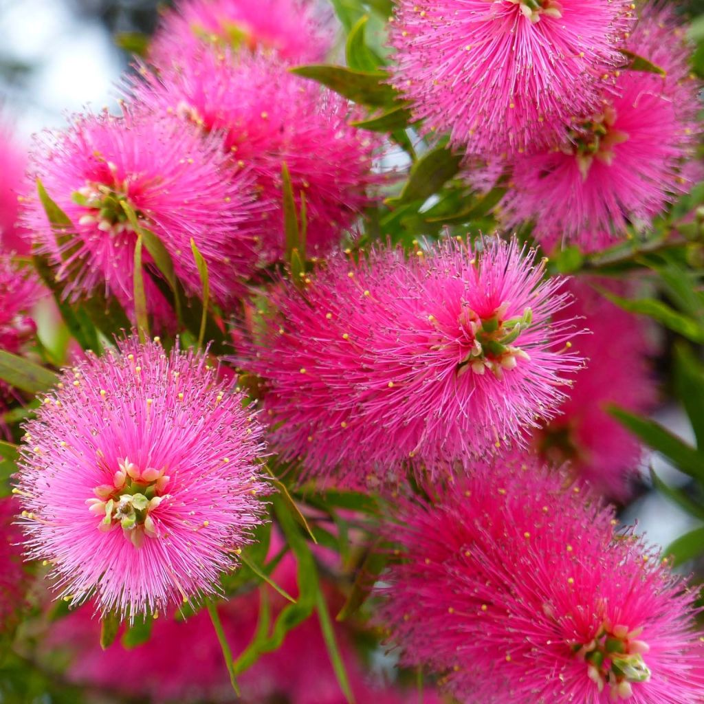 Callistemon viminalis Bright Pink - Rince bouteille pleureur