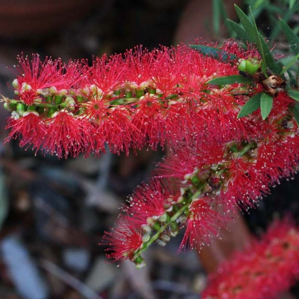 Callistemon viminalis Captain Cook - Zylinderputzer