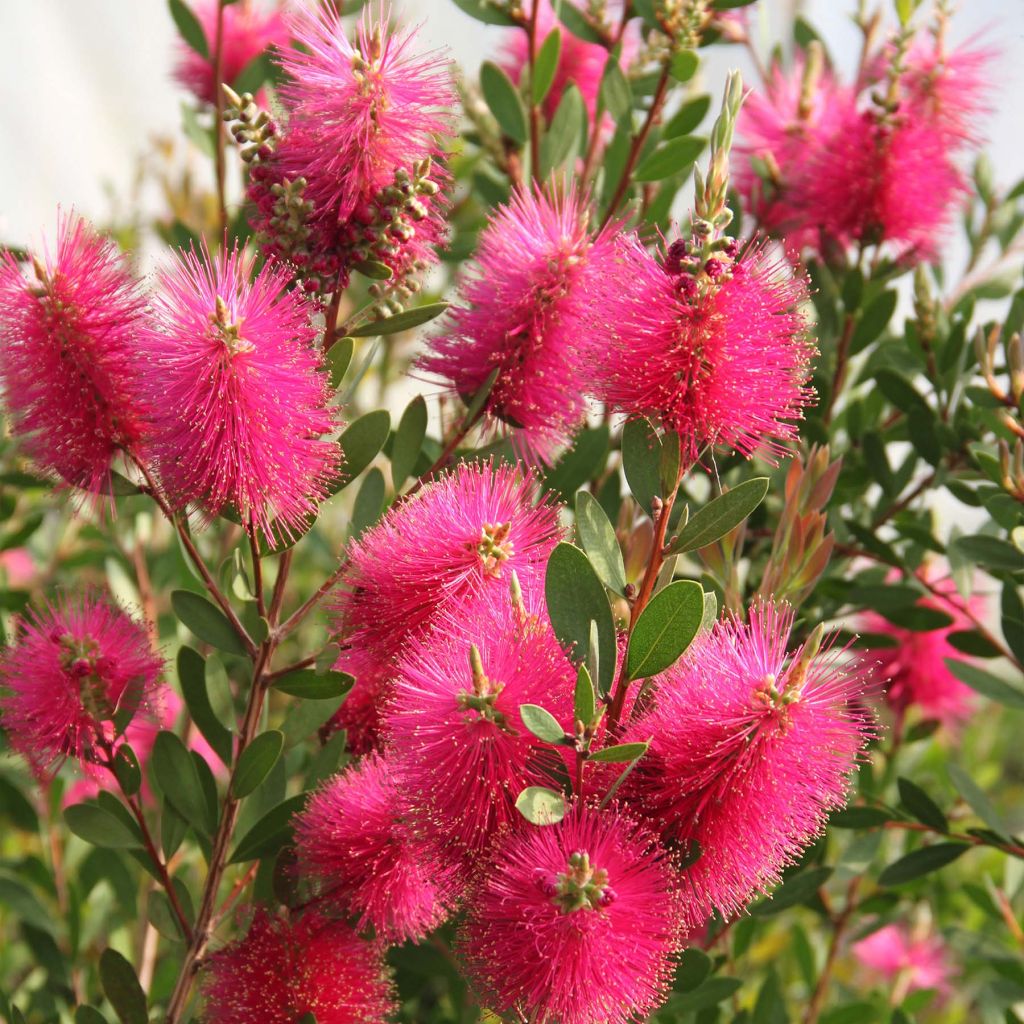 Callistemon viminalis Hot Pink - Rince-bouteille