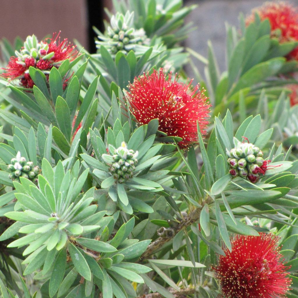 Callistemon viminalis Hot Pink - Rince-bouteille