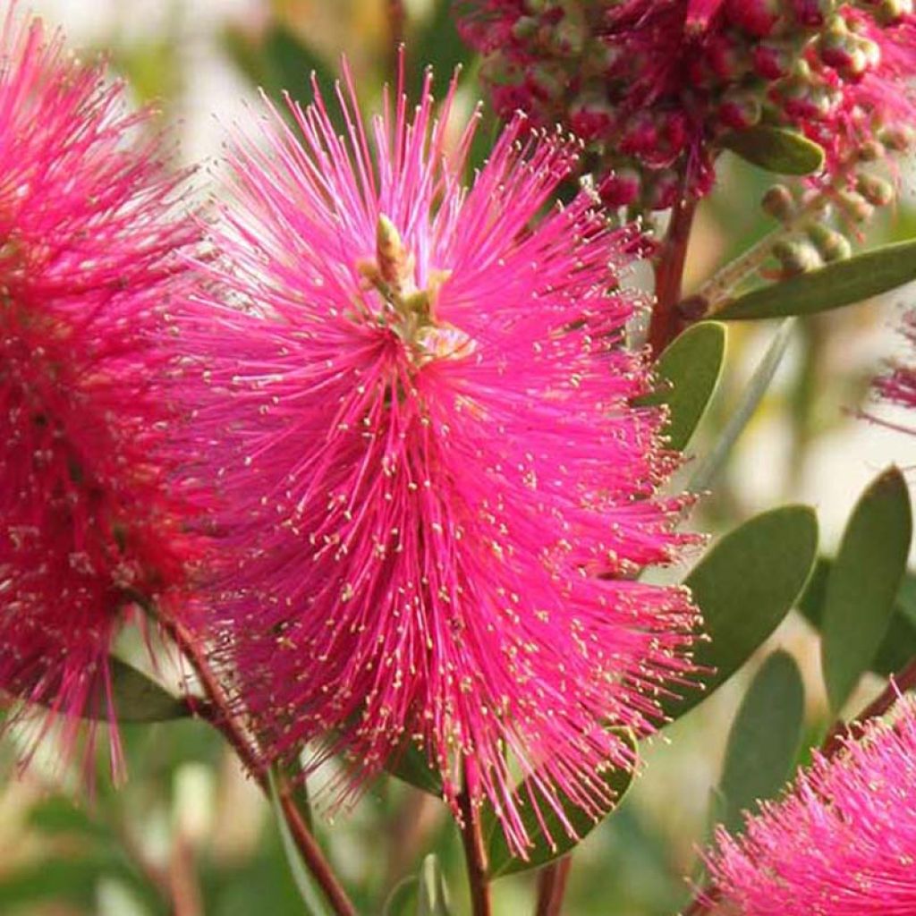 Callistemon viminalis Hot Pink - Rince-bouteille